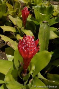 Guadeloupe Août 2015-02665  